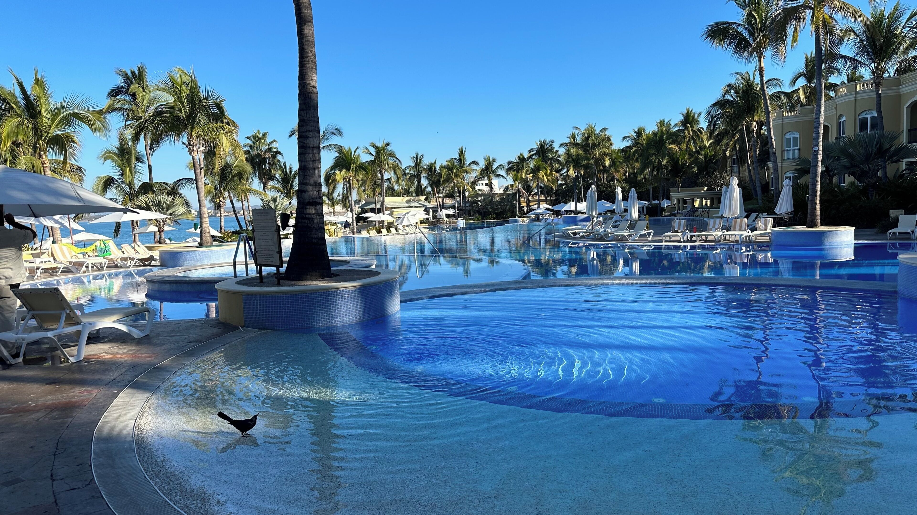 A swimming pool with lounge chairs and palm trees.