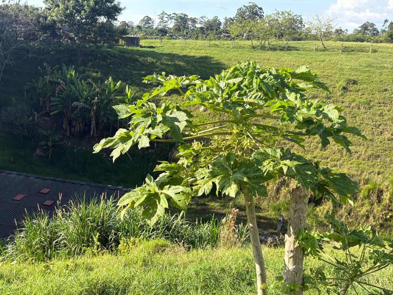 Un árbol de hojas anchas en un área con césped, con una carretera y una cerca al fondo.