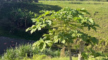 Un árbol de hojas anchas en un área con césped, con una carretera y una cerca al fondo.