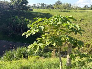 A tree with broad leaves in a grassy area with a road and fence in the background.