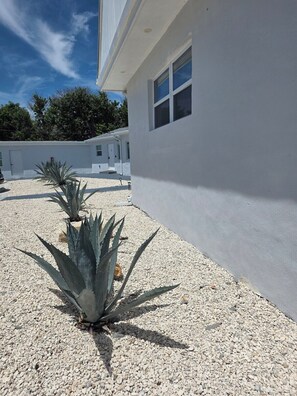 A modern building with a white exterior, a gravel driveway, and a few agave plants.