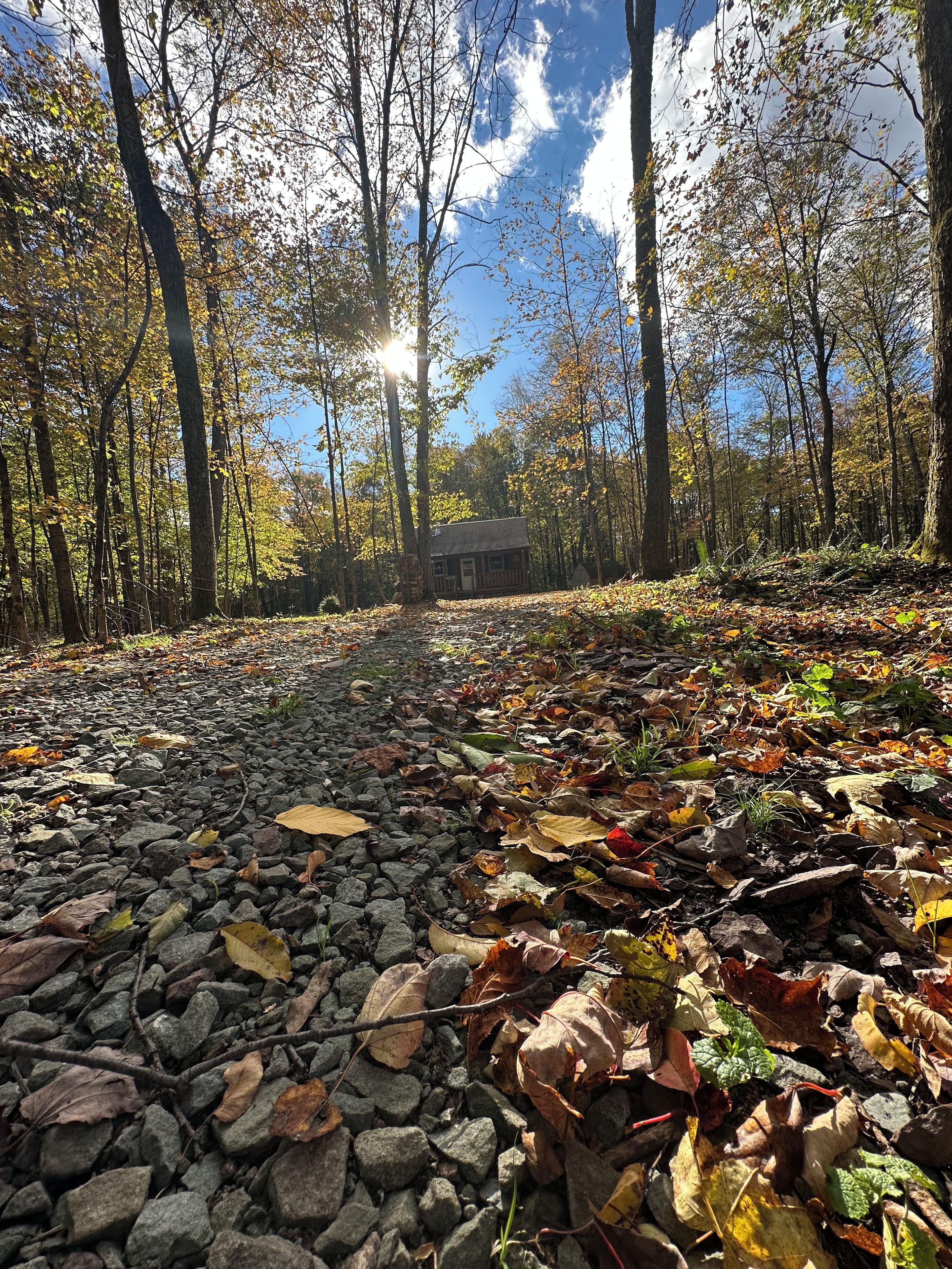 A forest path with a cabin in the distance.