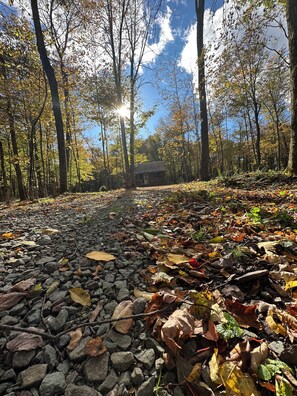 A forest path with a cabin in the distance.