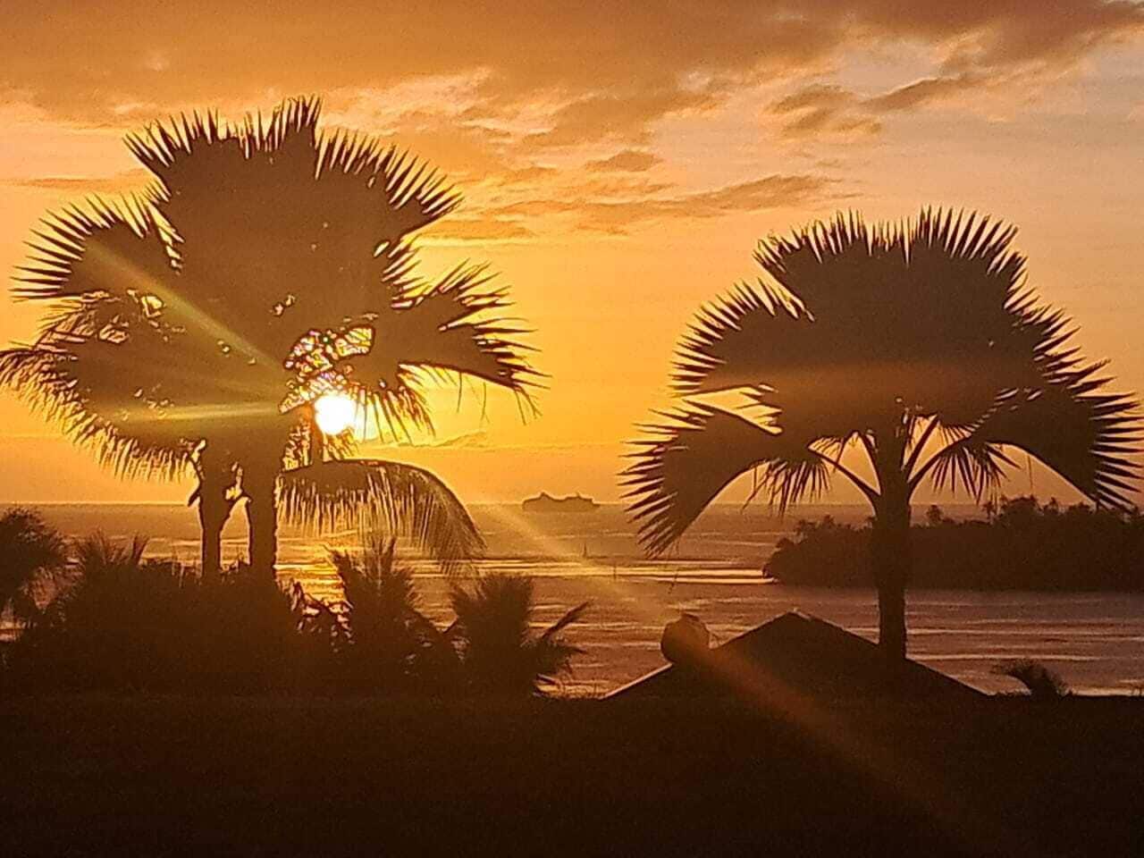 Une vue sur le coucher de soleil, avec des palmiers se découpant en silhouette sur le ciel.