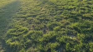A grassy field with a white geodesic dome structure and a clear sky.