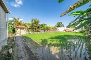 Campo de arrozales con un sendero que lleva a un edificio con techo de tejas.