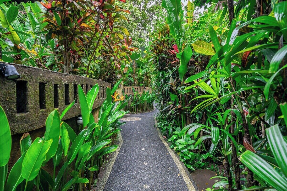 A pathway flanked by lush greenery and a stone wall.