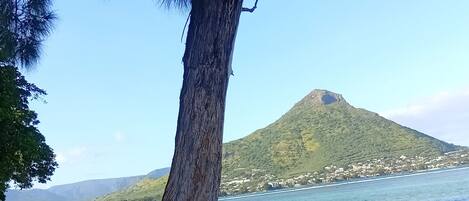 A tree with a broad trunk and extensive roots on a sandy beach.
