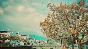 A river with a bridge, trees, and buildings in the background. - leesu (Hualien County)