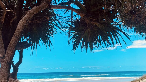 Escena de playa con cielo despejado, palmeras y una orilla arenosa.