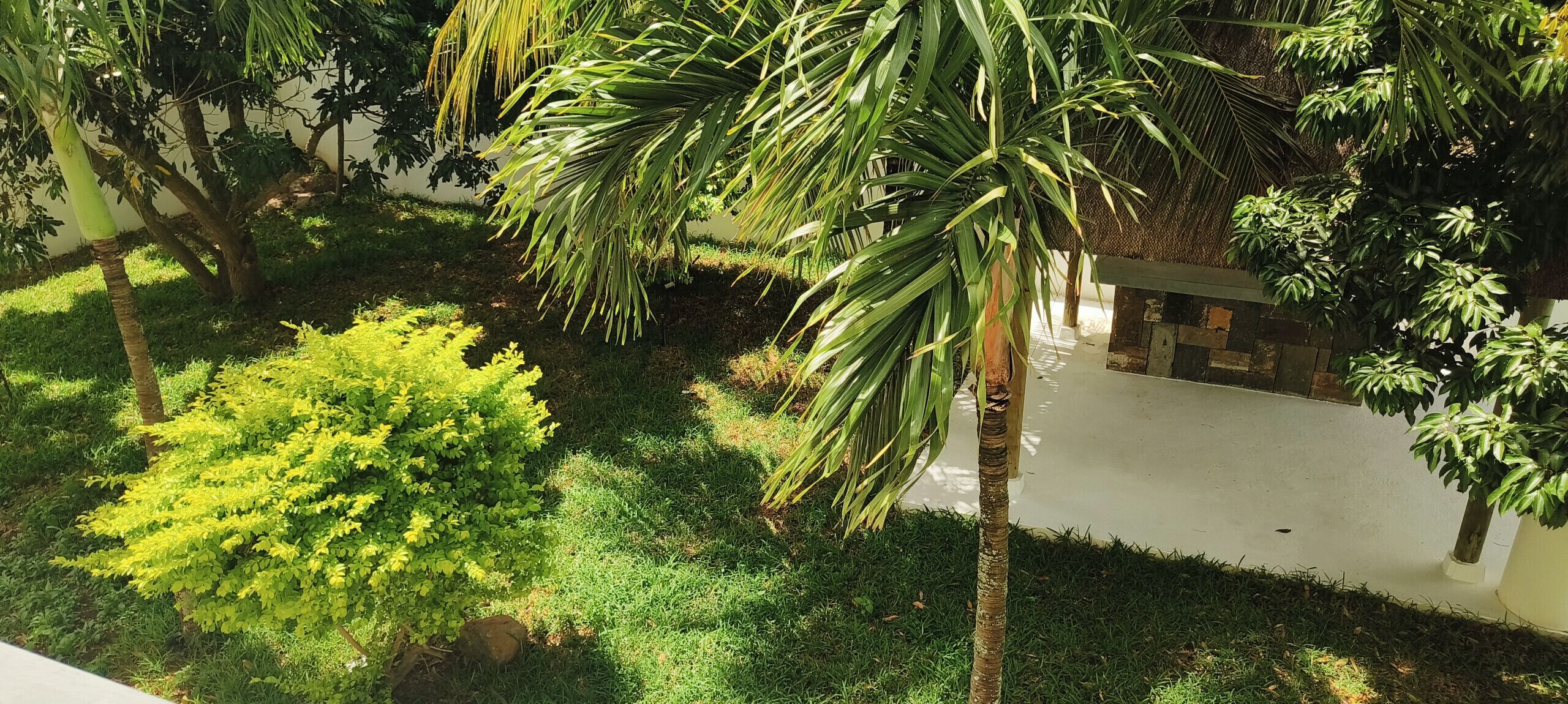 A courtyard with palm trees, a small bush, and a paved walkway.