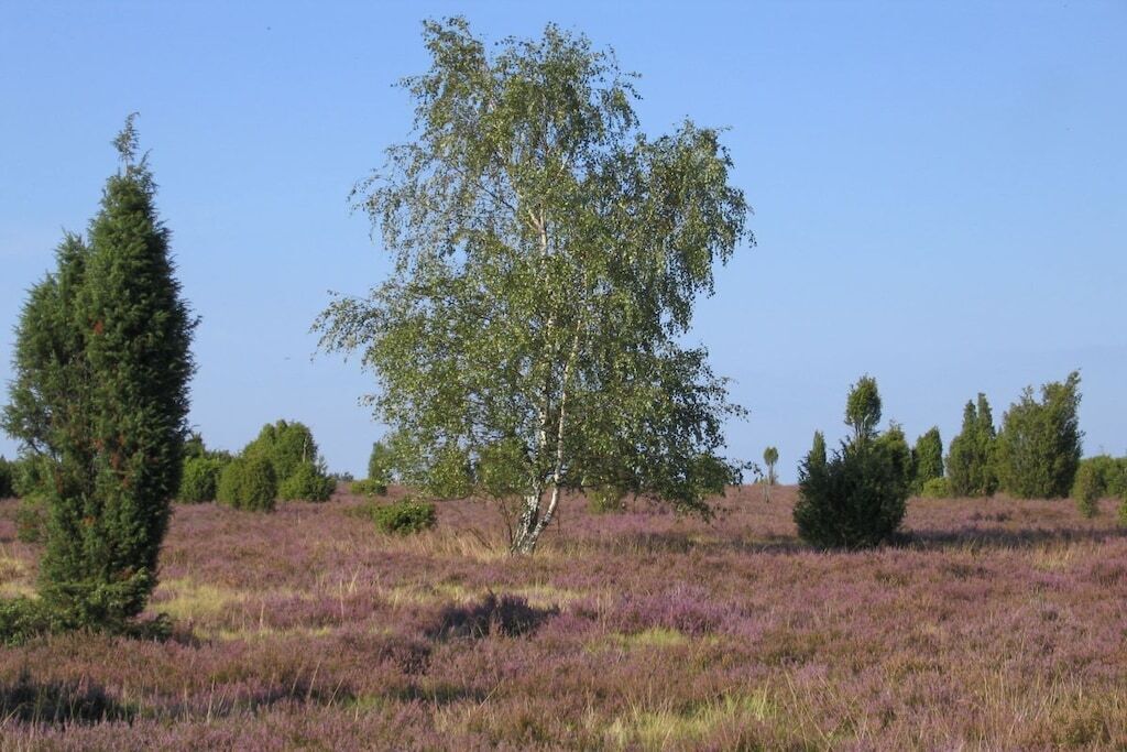 Et naturligt landskab med et træ i midten, omgivet af et hedebed dækket af lilla lyng.