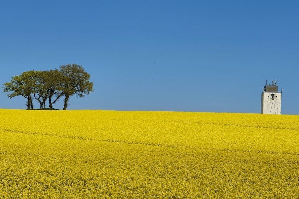 A field of yellow flowers with a white building and two trees in the background.