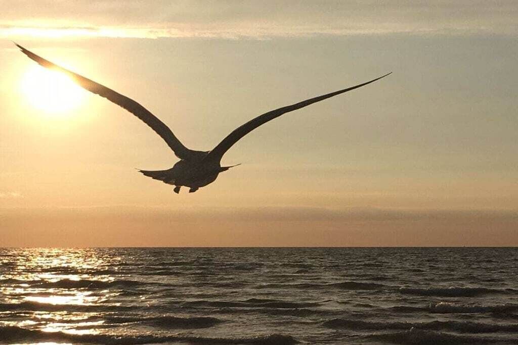 A bird flying over the ocean with the sun setting in the background.