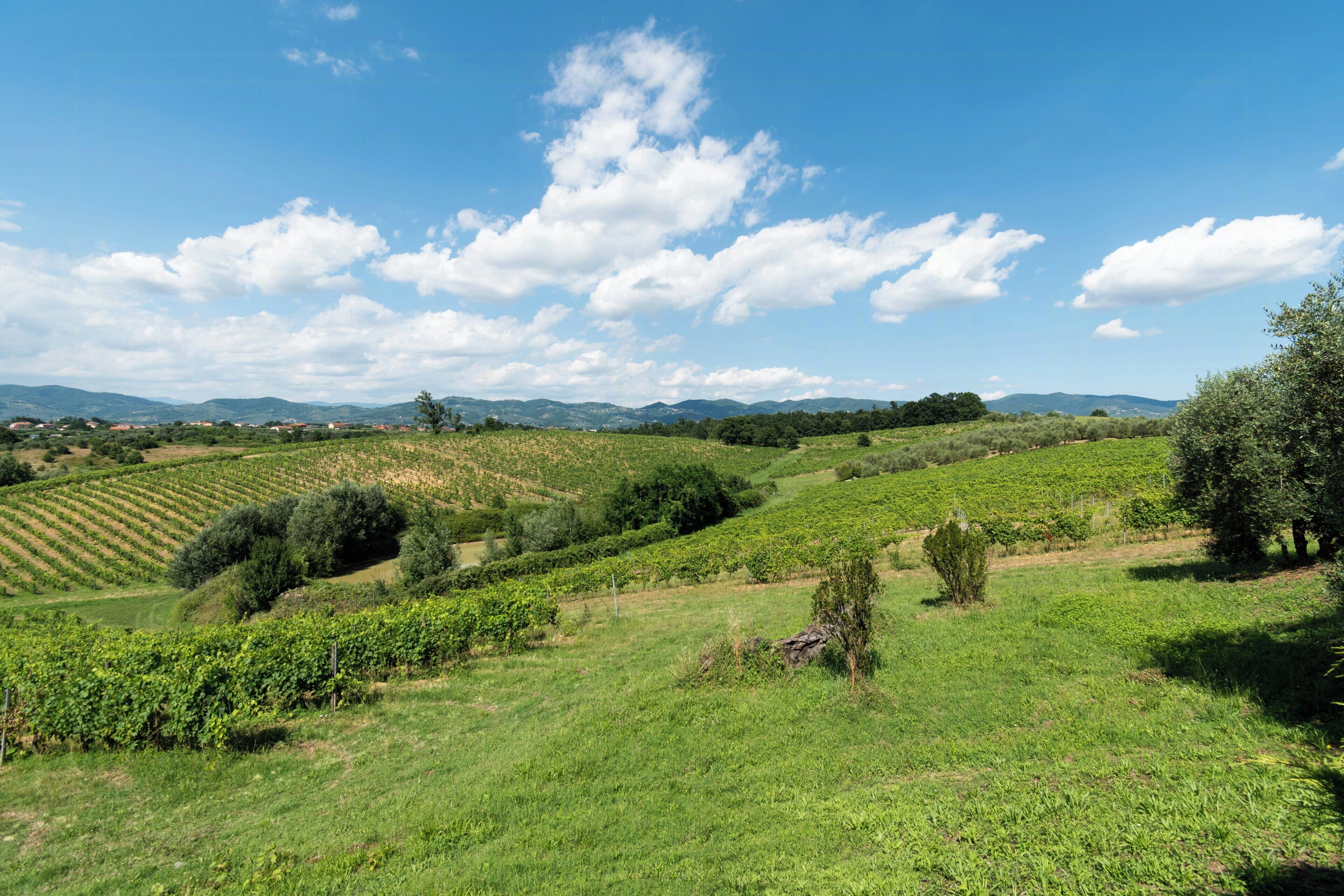 Vinhedo com fileiras de videiras e céu azul límpido com nuvens esparsas.