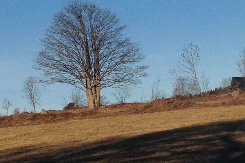 A tree-lined hill with a clear sky.