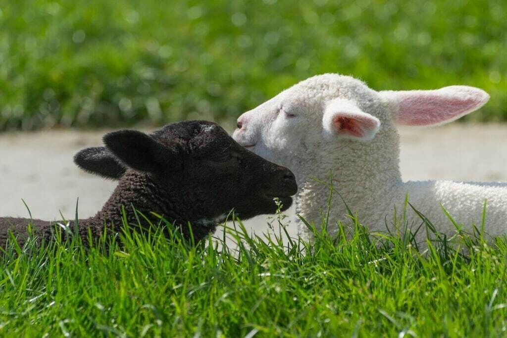 Two lambs, one black and one white, lying on grass.