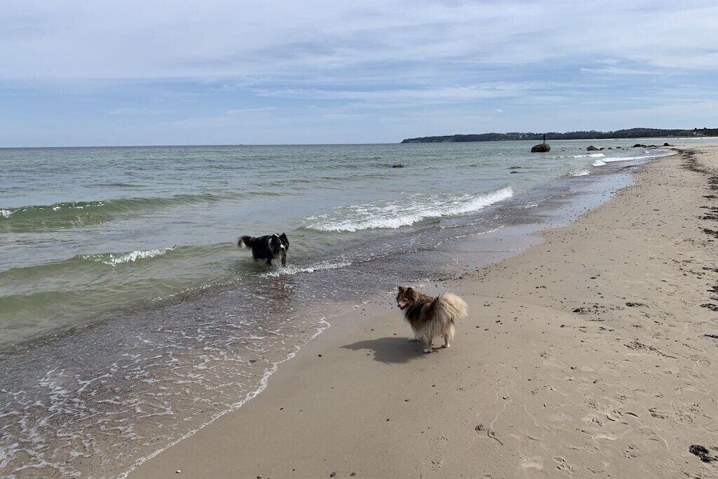A beach with two dogs near the water's edge.