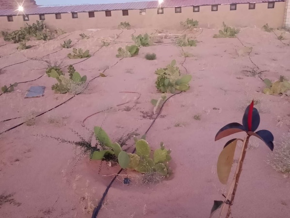 A rooftop with sparse vegetation, including cacti and a single flowering plant.