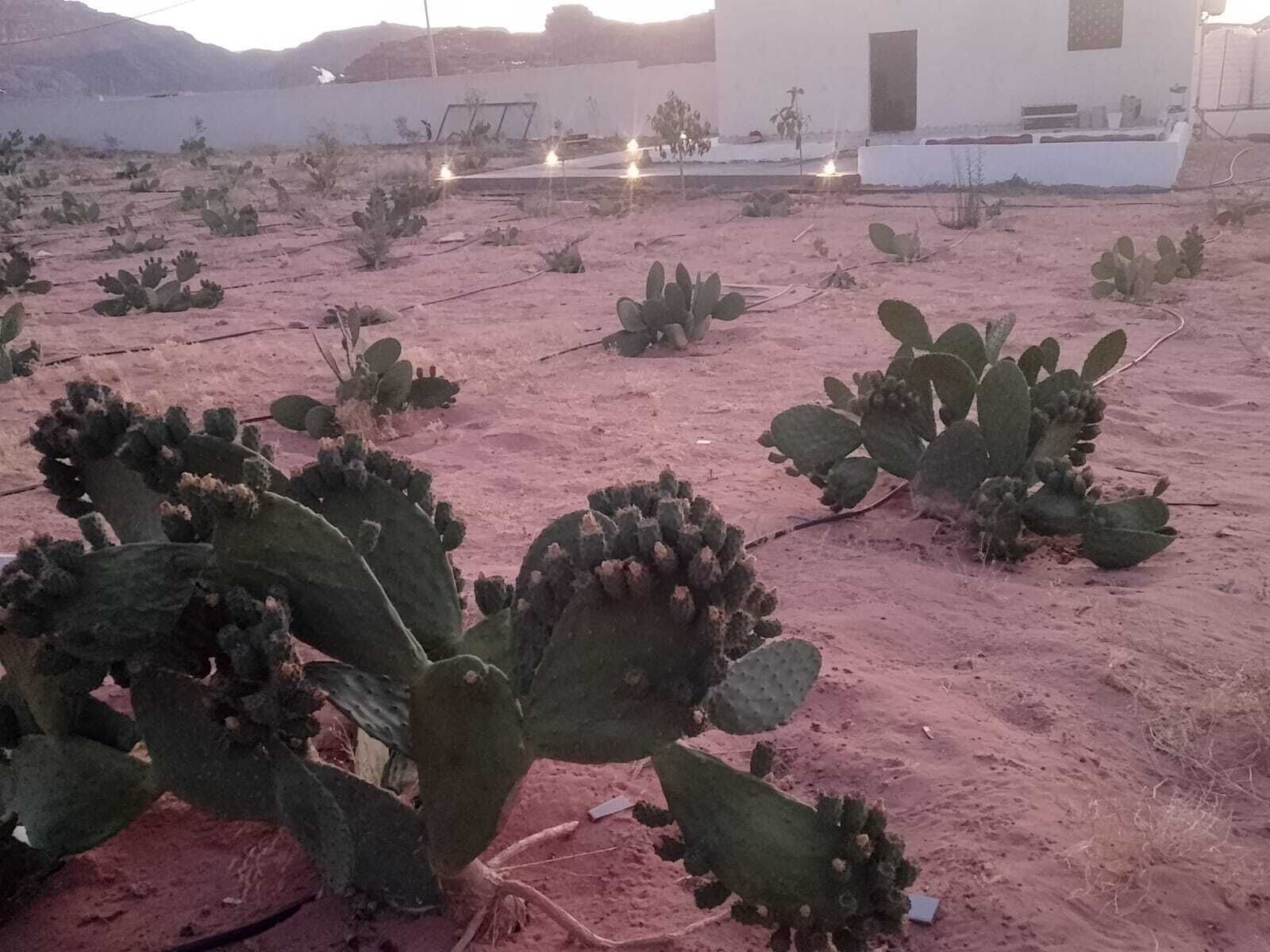 A desert landscape with cacti and a white building with a black door in the background.