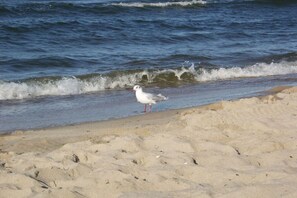 En strand med sand och en fågel som står vid vattnet.