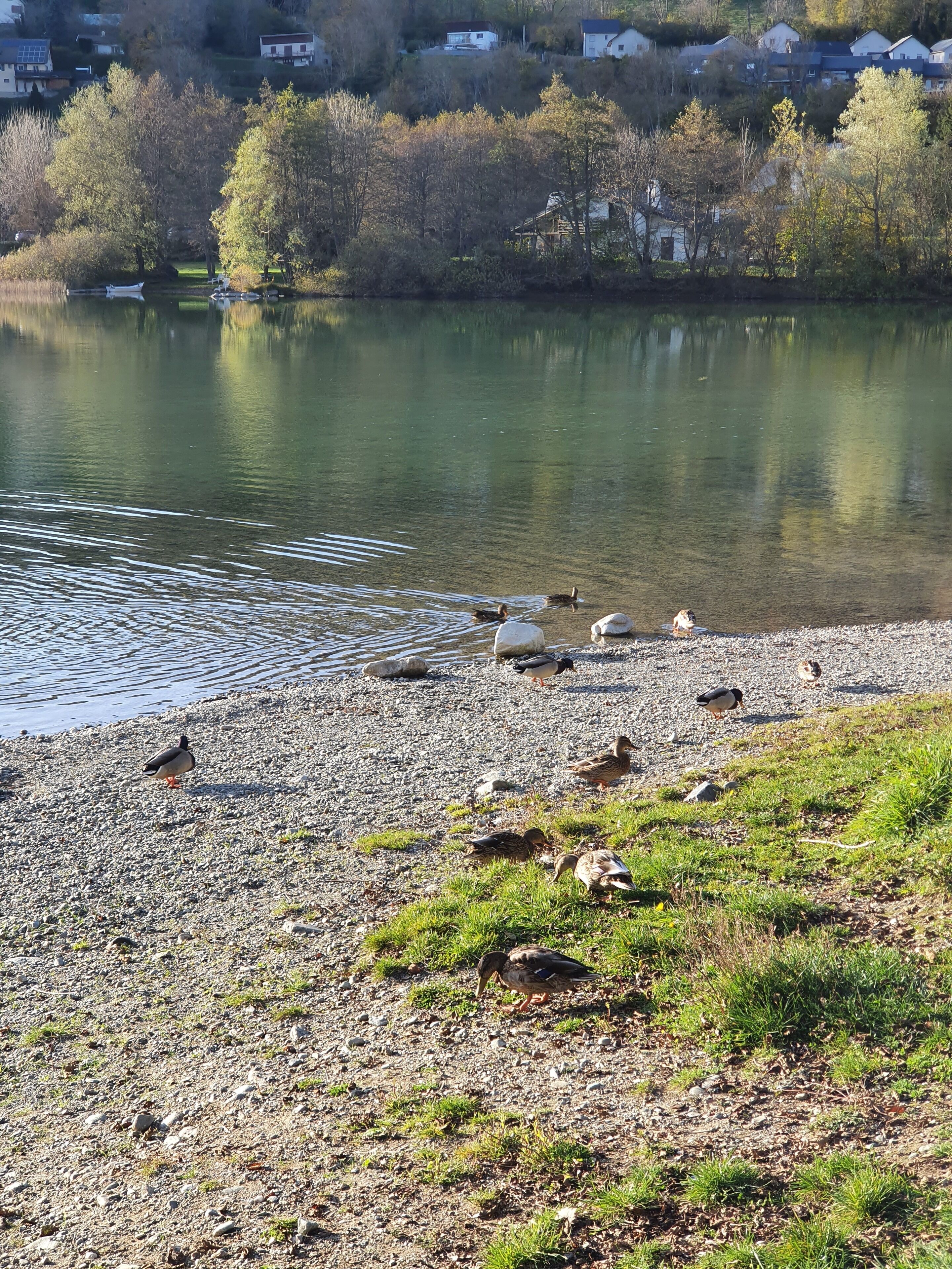 A lakeside view with a pebbled shore, ducks, and a backdrop of houses.