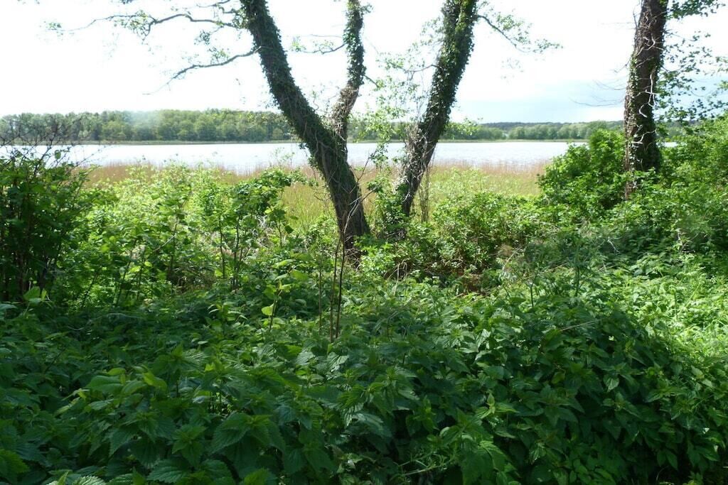 A natural landscape with dense foliage and trees, a body of water in the background, and a clear sky.