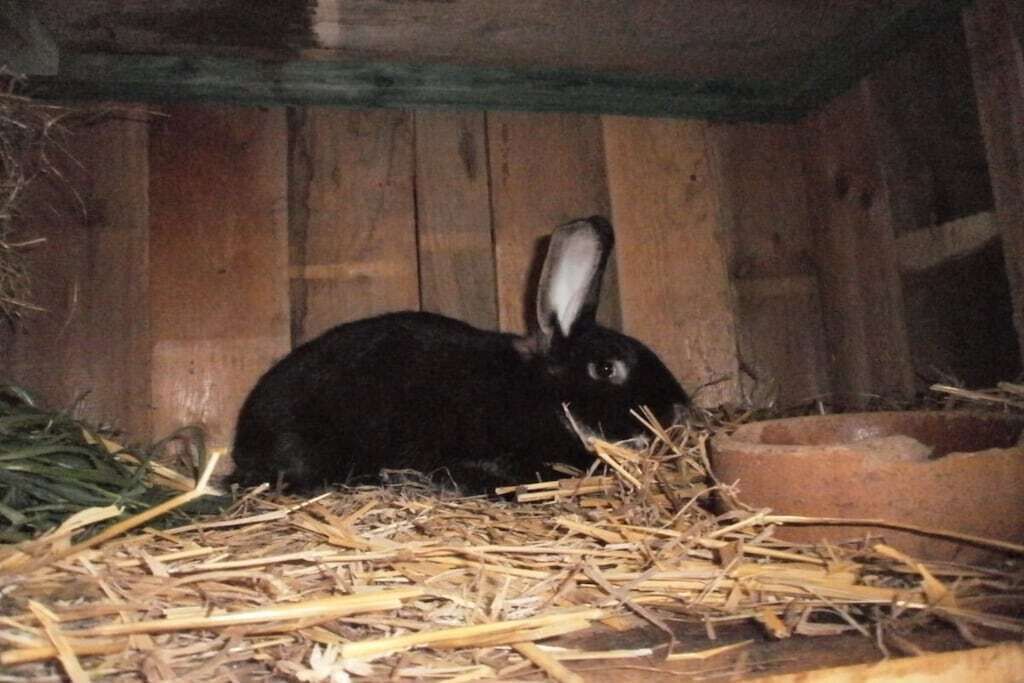 Ein Kaninchen in einem hölzernen Gehege mit Heu und einer Futterrinne.