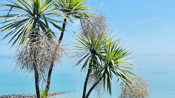 Une plage bordée de palmiers, offrant une vue dégagée sur l’océan.
