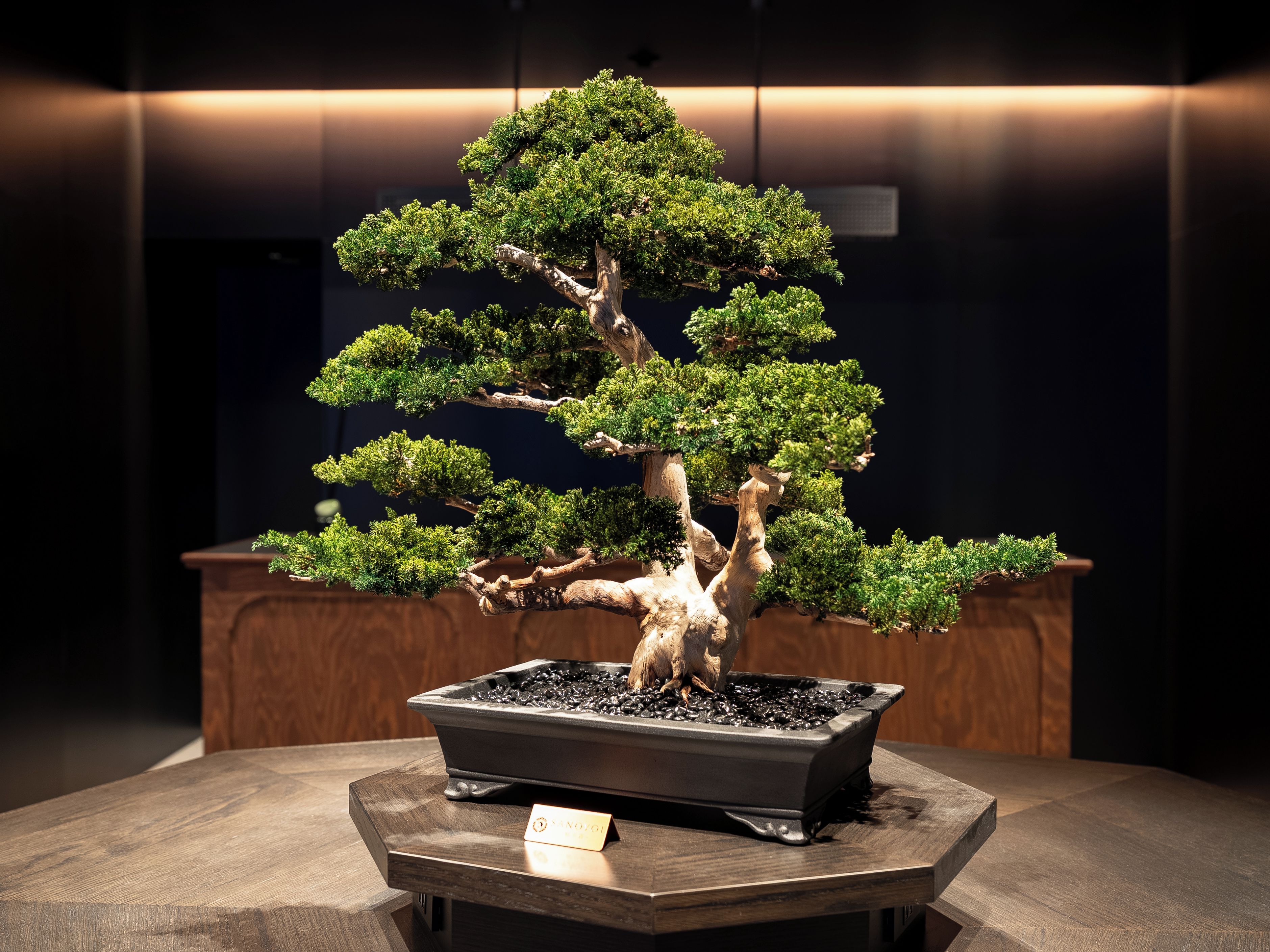 Un bonsai en una maceta rectangular sobre una mesa de madera con una placa.