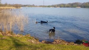 Un lago con dos perros nadando.