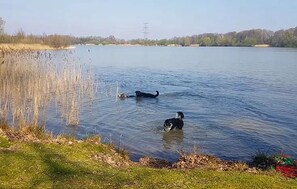 Un lago con due cani che nuotano.