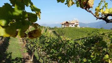 Ein Weinberg mit Reihen von Reben und einem Haus im Hintergrund.