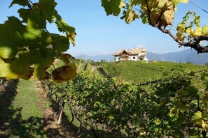 A vineyard with rows of grapevines and a house in the background. - Chardonnay - Santlhof (Kurtatsch)