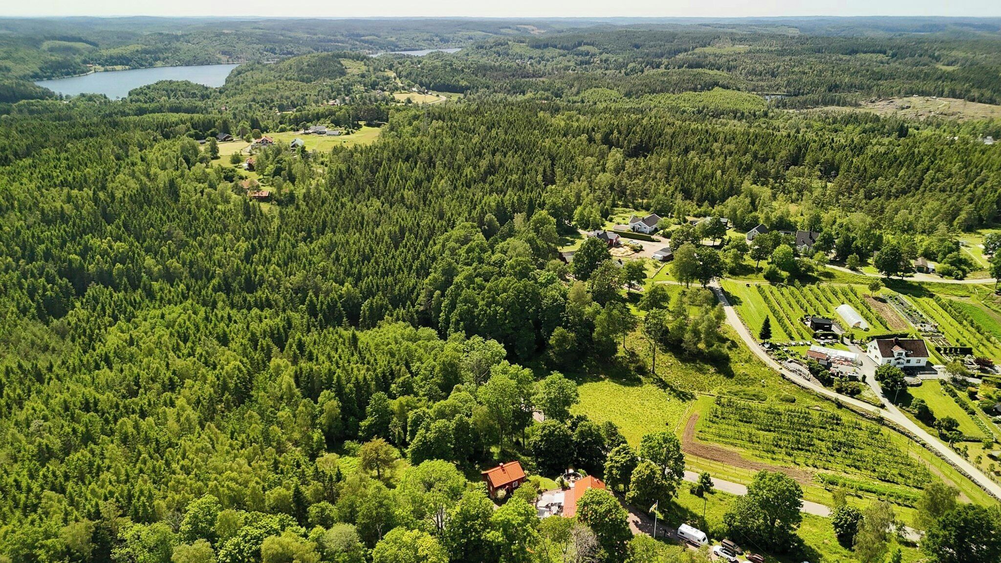 A rural landscape with a lake, dense forest, and a vineyard.