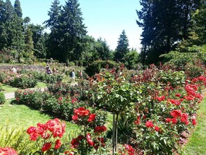 A garden with various plants and flowers, including red roses, and a pathway. - Walk to Schnitzer & Powell’s | Bike & Pet-friendly (Portland)