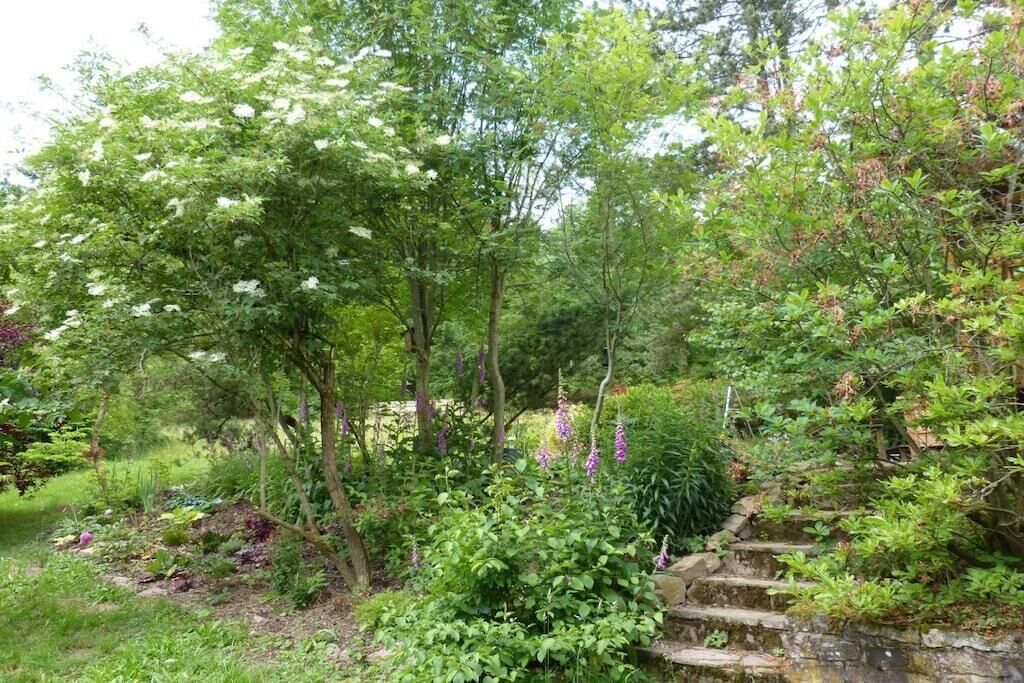 A garden with a variety of plants and trees, a stone staircase, and a stone wall.