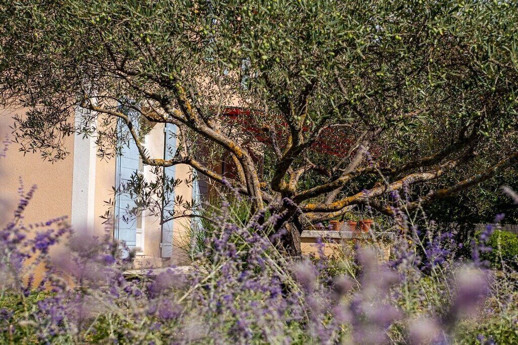 A tree with a twisted trunk and branches, a building with a beige facade and blue window frames, and purple flowering plants in the foreground.