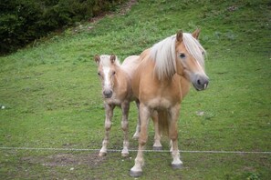 Two horses standing on a grassy field with a wire fence in the foreground. - Geigelstein on the Bergerhof (Aschau im Ch. \/Sachrang)