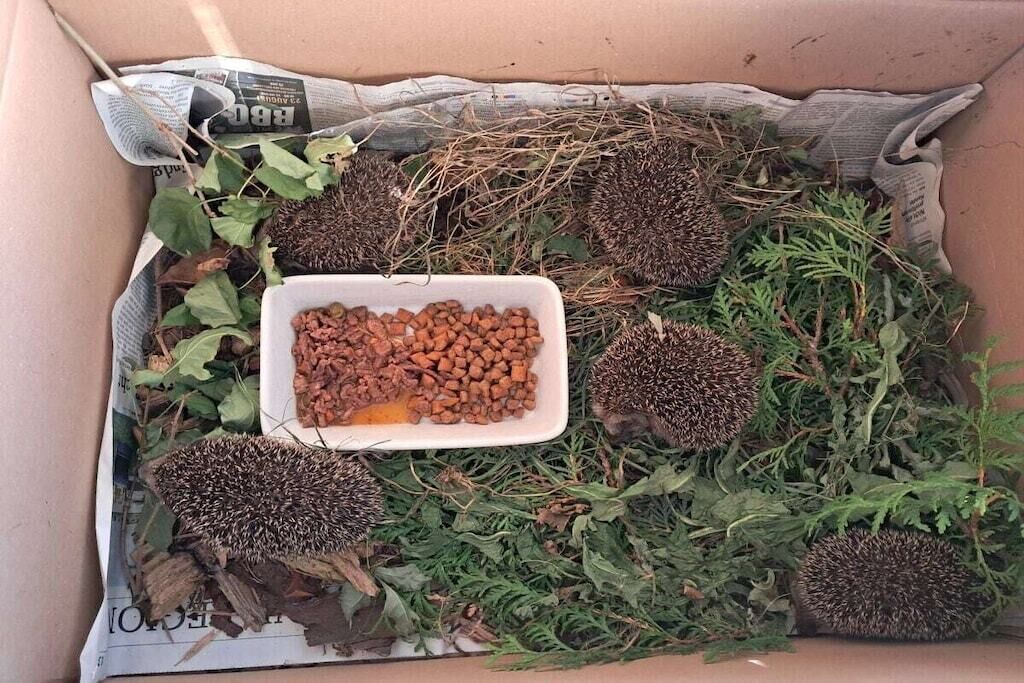 Eine Pappe mit mehreren Igeln, einer FutterSchale und etwas Grün.