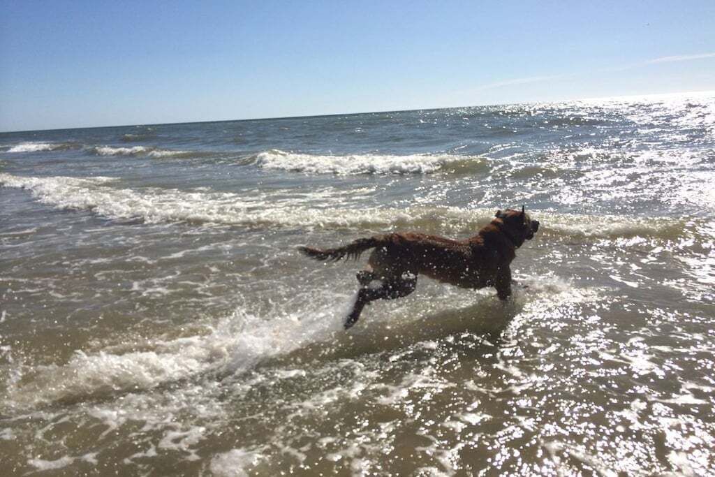 Ein Hund läuft im Meer.