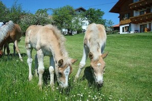 A grassy field with horses grazing, a wooden building, and a white house in the background. - 4 - at the Füssen equestrian center (Weißensee-Füssen)