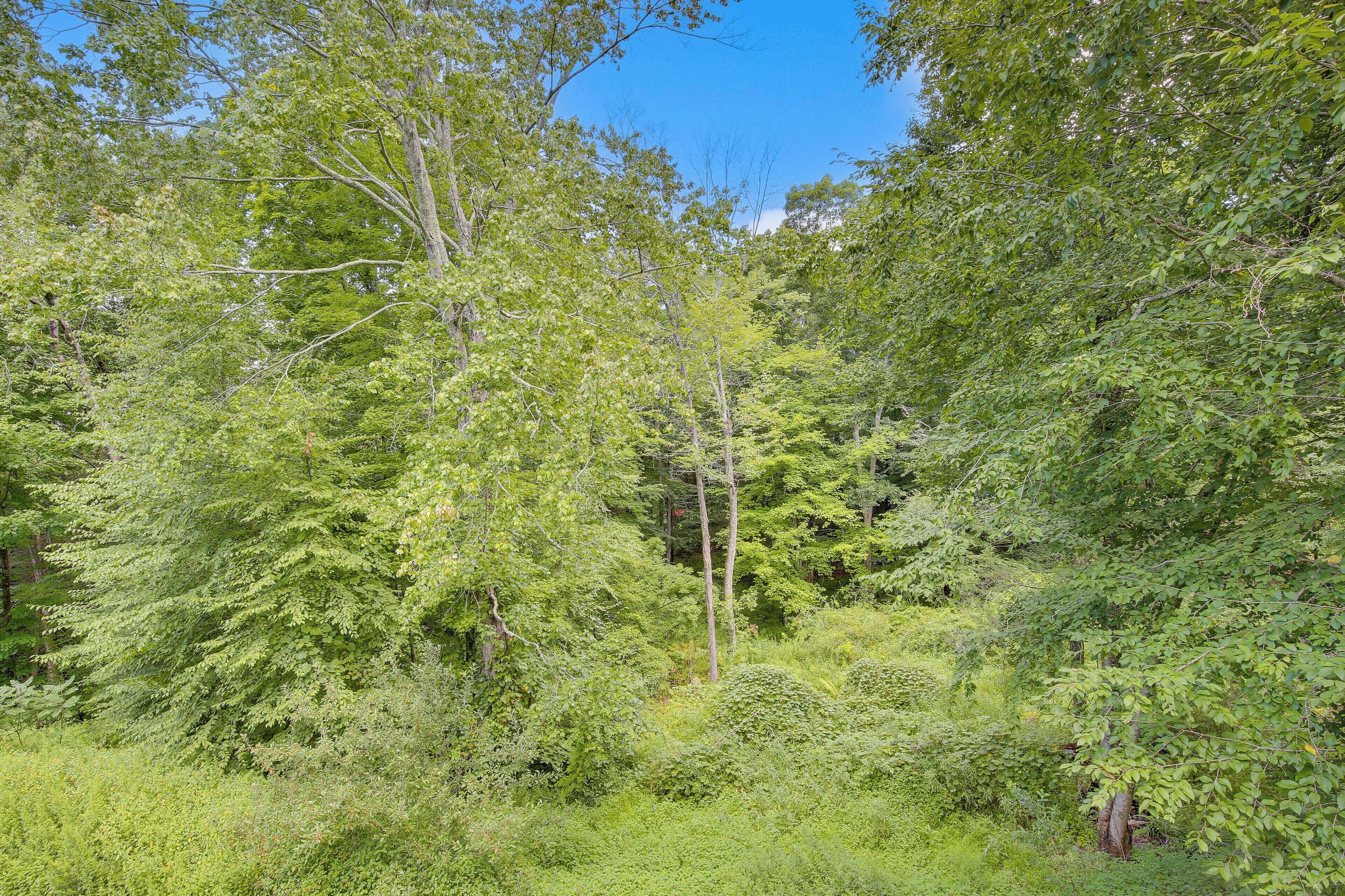 A dense forest with various trees and underbrush.