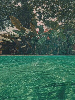 Ein klares Schwimmbecken, umgeben von üppiger tropischer Vegetation.
