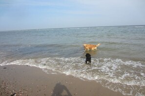 Ein Strand mit einem Hund und seinem Besitzer.