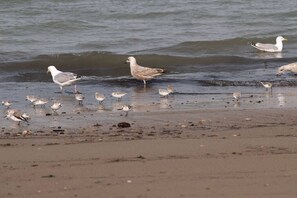 A beach scene with birds and water. - Bungalow with 2 bedrooms (Oostkapelle)