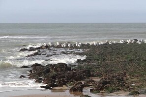 A rocky shoreline with waves crashing against the rocks and a large flock of birds. - Bungalow with 2 bedrooms (Oostkapelle)