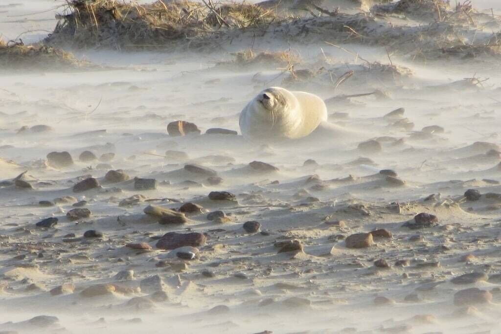 A seal resting on a rocky beach with scattered stones.