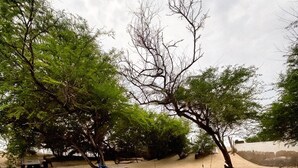 A sandy area with trees and a bench. - HUB DIWAN'ART — A unique getaway, right on the water (Saint louis)