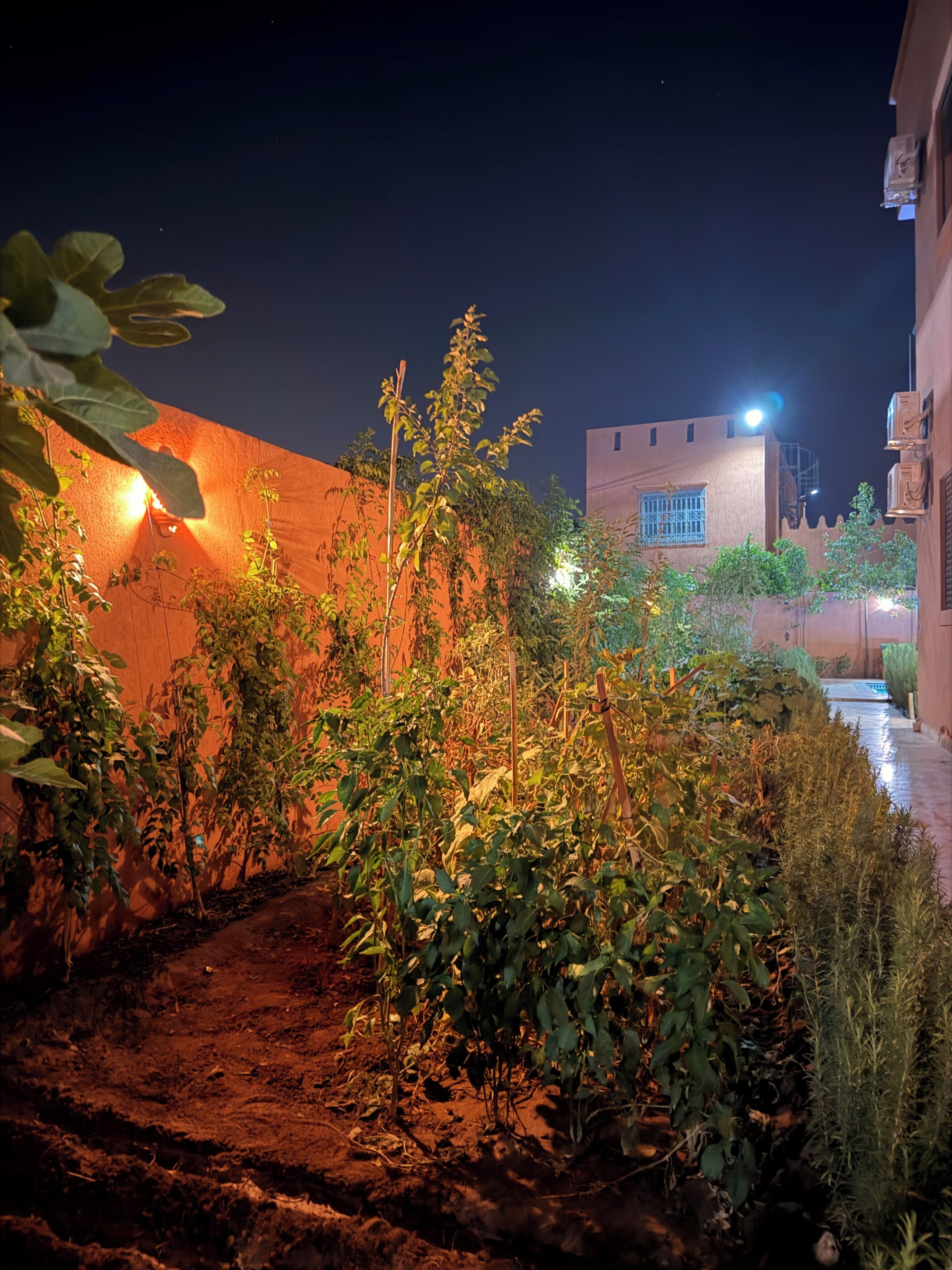 A nighttime view of a courtyard with a building, plants, and a pathway.